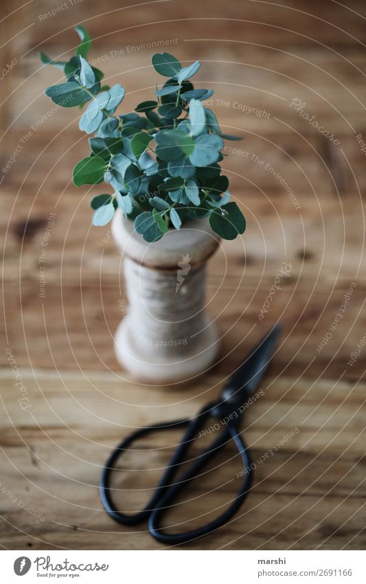 eucalyptus Nature Plant Leaf Foliage plant Emotions Craft (trade) Floristry Eucalyptus blossom Decoration Green Vintage Scissors Gardening Still Life Natural