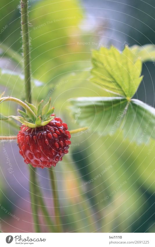 wild strawberry Nature Plant Summer Leaf Wild plant Wild strawberry Garden Park Forest Blue Yellow Green Pink Red Black Aromatic To go for a walk Discover