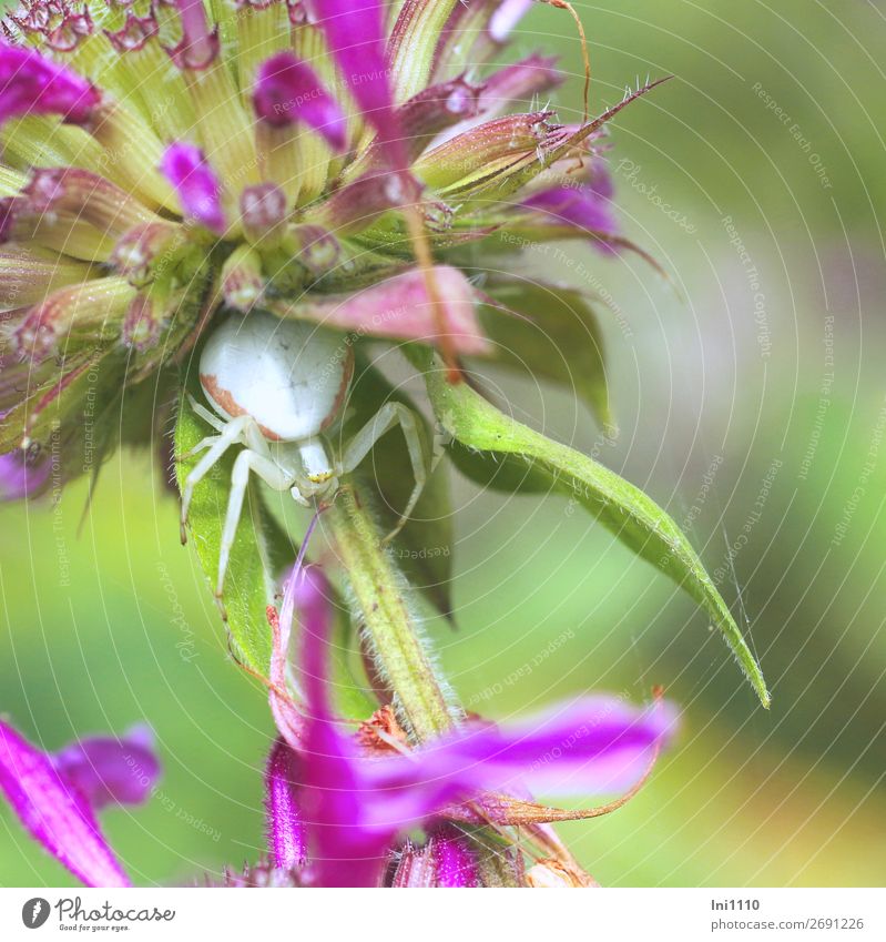 Shrimp spider, variable Summer Beautiful weather Flower Leaf Blossom Indian nettle Garden Spider Crab spider 1 Animal Gray Green Violet Pink Red White Observe