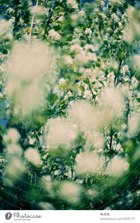 Sea of flowers I Environment Nature Plant Sky Spring Beautiful weather Bushes Garden Park Meadow Blue Green Apocalyptic sentiment Threat Environmental pollution