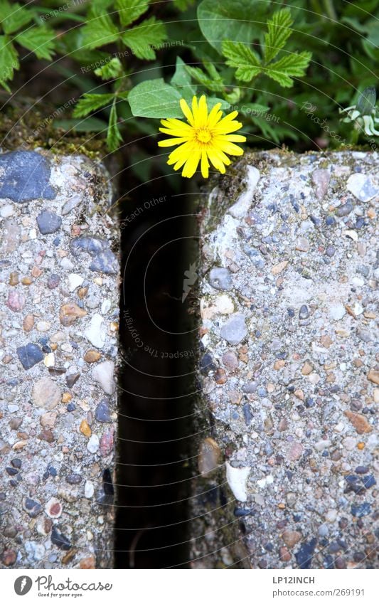 G-elbe flower Garden Environment Nature Plant Earth Summer Flower Park Stone Blossoming Yellow Colour photo Multicoloured Exterior shot Deserted Copy Space left