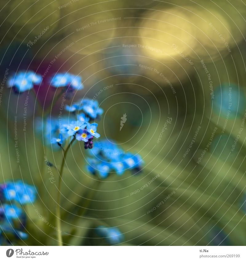 keep one's fingers crossed Spring Beautiful weather Plant Wild plant Forget-me-not Garden Blossoming Fragrance Glittering Small Blue Yellow Green Colour photo