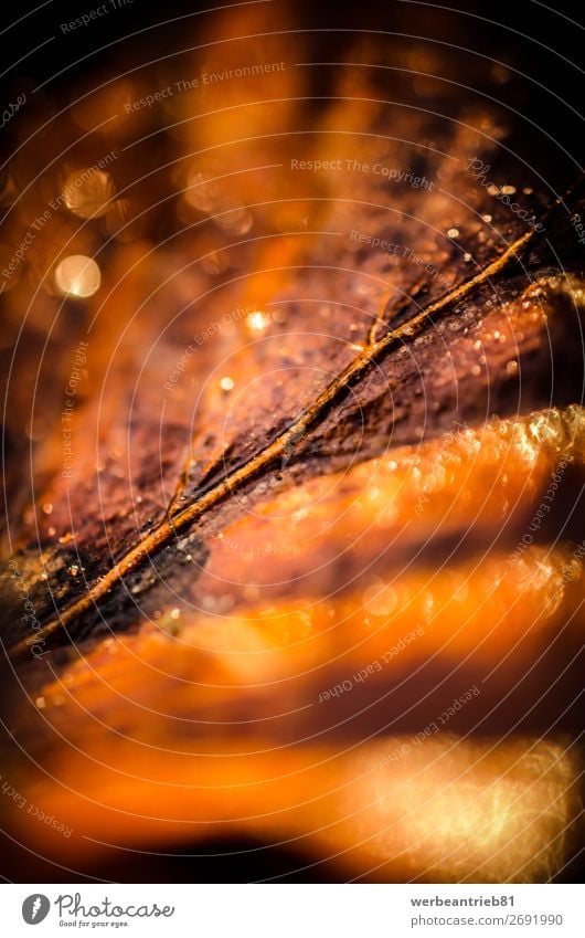 Brown blurry leaf closeup Nature Plant Autumn Tree Leaf Idyll Seasons defocused falling scenics - nature dry Maple leaf beauty in nature lush foliage November