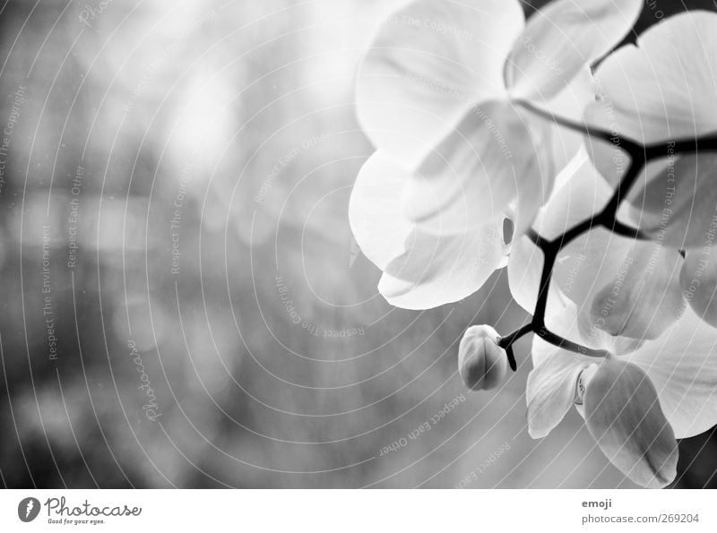 orchidacea Environment Nature Plant Flower Orchid Blossom White Black & white photo Exterior shot Close-up Detail Copy Space left Neutral Background Light