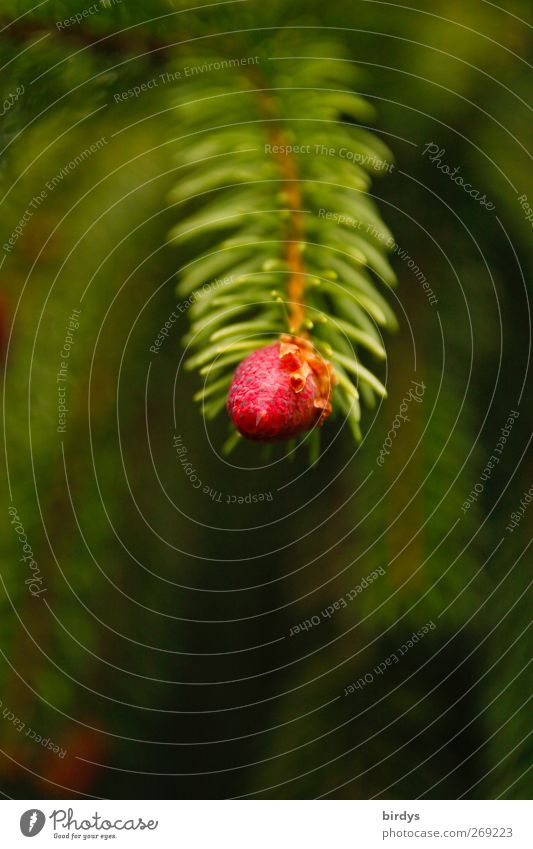 maize tip Nature Spring Tree Wild plant Authentic Natural Beautiful Green Red Growth Branch Coniferous trees Shoot Fresh Fir branch 1 Leaf bud Colour photo