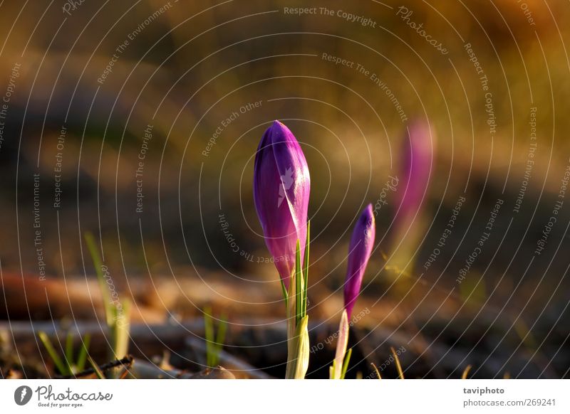 crocus sativa Beautiful Life Mountain Nature Plant Flower Leaf Blossom Wild plant Meadow Esthetic Fresh New Blue Green Colour Purple Crocus spring season violet