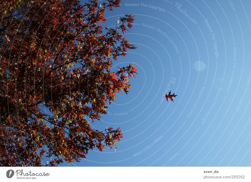 autumn wind Nature Plant Air Sky Cloudless sky Sun Autumn Weather Wind Tree Leaf Maple tree Blue sky Seasons Transience Moody Autumn leaves Autumnal weather