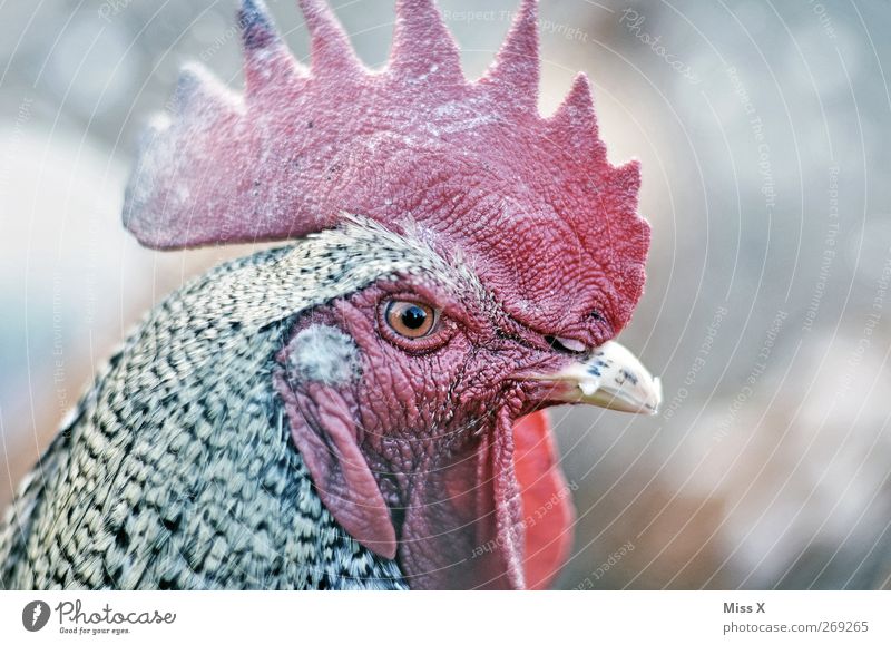 Look me in the eye Little Chicken Animal Farm animal 1 Pride Gamefowl Rooster Cockscomb Eyes Head Beak Colour photo Subdued colour Exterior shot Deserted