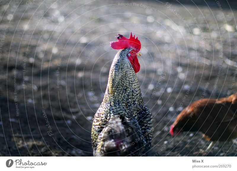 Hahn in best company Animal Farm animal Pride Rooster Cockscomb Free-range rearing Poultry farm Gamefowl Colour photo Subdued colour Exterior shot Deserted