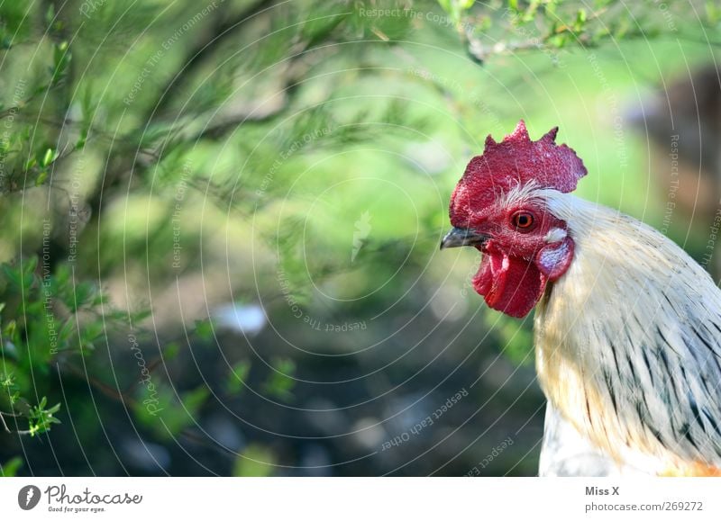 in the picture Nature Bushes Animal Farm animal 1 Observe Curiosity White Barn fowl Rooster Cockscomb Free-range rearing Beak Colour photo Multicoloured