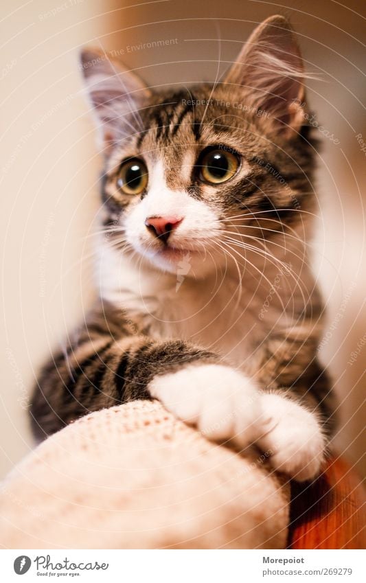 Cat 1 Animal Baby animal Beautiful Natural Cute Brown Gray Pink Colour photo Interior shot Artificial light Central perspective Looking away