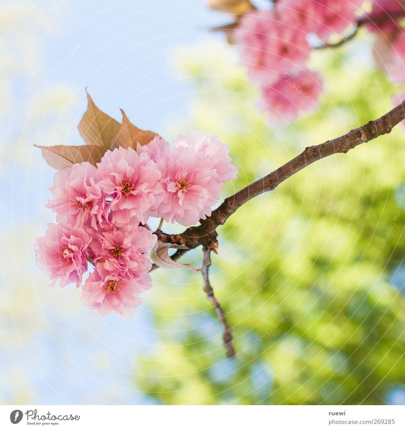 Mix the cherry! Relaxation Calm Trip Nature Plant Sky Tree Leaf Blossom Cherry tree Cherry blossom Garden Park Fragrance Faded Natural Beautiful Blue Green Pink