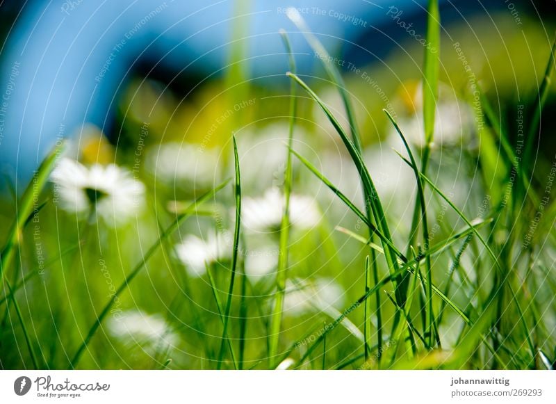 grass green two. Environment Nature Grass Bushes Moss Threat Blue Green Grass surface Gaudy Crazy Sated Bright Fresh Colour photo Exterior shot