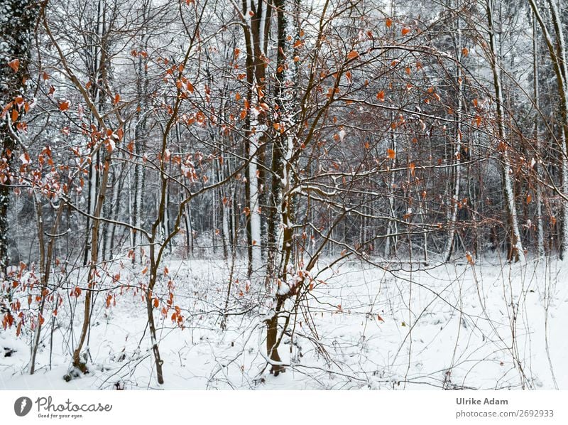 A splash of colour from nature Elegant Well-being Winter Decoration Wallpaper Christmas & Advent Nature Landscape Ice Frost Snow Tree Leaf Beech tree Beech wood