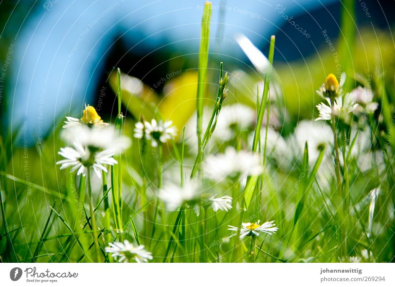 grass green three. Spring Summer Crazy Grass Green Blue Close-up Daisy Bright Sated Worm's-eye view Macro (Extreme close-up) Colour photo Deserted