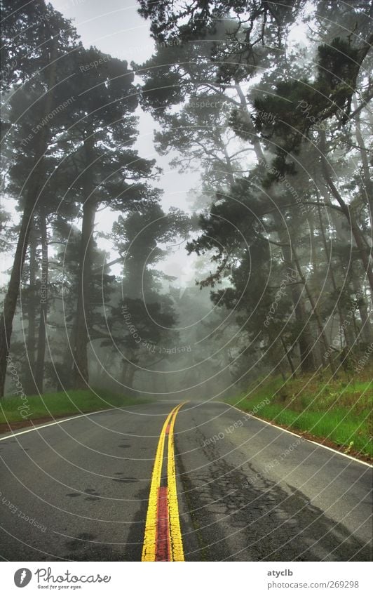 The way Vacation & Travel Far-off places Freedom Nature Landscape Animal Fog Rain Plant Tree Grass Transport Motoring Street Driving Town Brown Yellow Gray