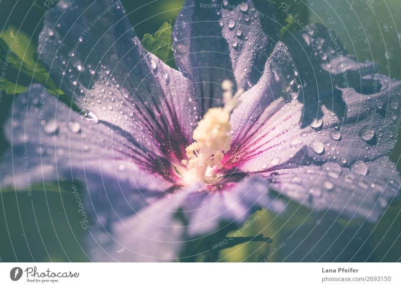 Close-up of Lila hibiscus blooming outdoors Environment Nature Landscape Plant Drops of water Summer Autumn Tree Flower Leaf Blossom Happiness Fresh Blue Violet