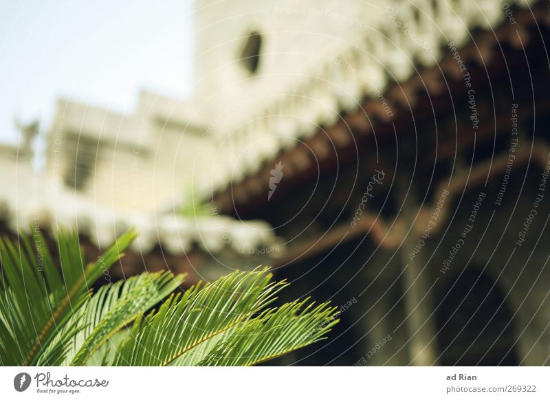 Palace. Sky Cloudless sky Plant Bushes Leaf Foliage plant Palm tree China Village Small Town Downtown Old town Deserted House (Residential Structure)