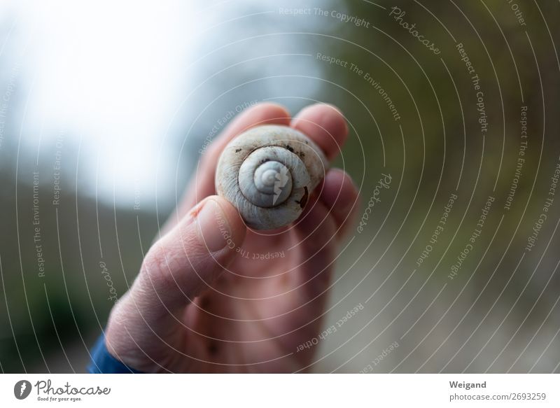 snail find Contentment Sympathy Love Solidarity Help To console Grateful Sadness Concern Grief Fatigue Snail Snail shell Autumn Colour photo Exterior shot