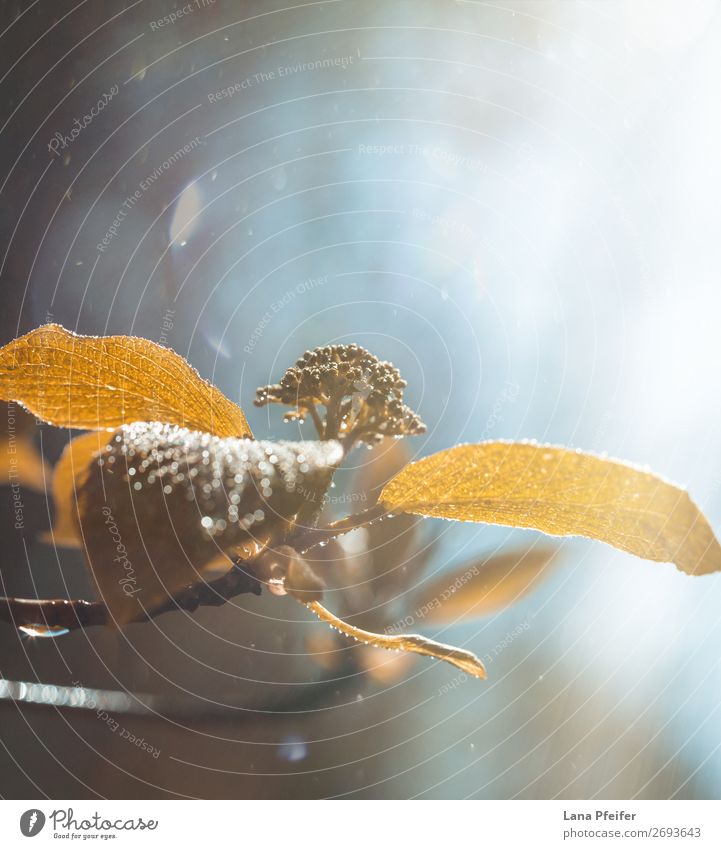 Light rain falling on brown autumn leaves close up Life Winter Snow Environment Plant Autumn Rain Flower Leaf Forest Fresh Bright Natural Brown Crisp Dew focus