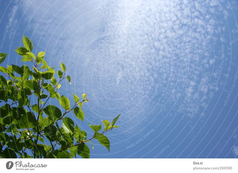 neophyte Nature Plant Sky Clouds Sunlight Foliage plant Exotic Blue Green Japanese knotweed Foreign Leaf Stalk Disperse invasion Garden Colour photo