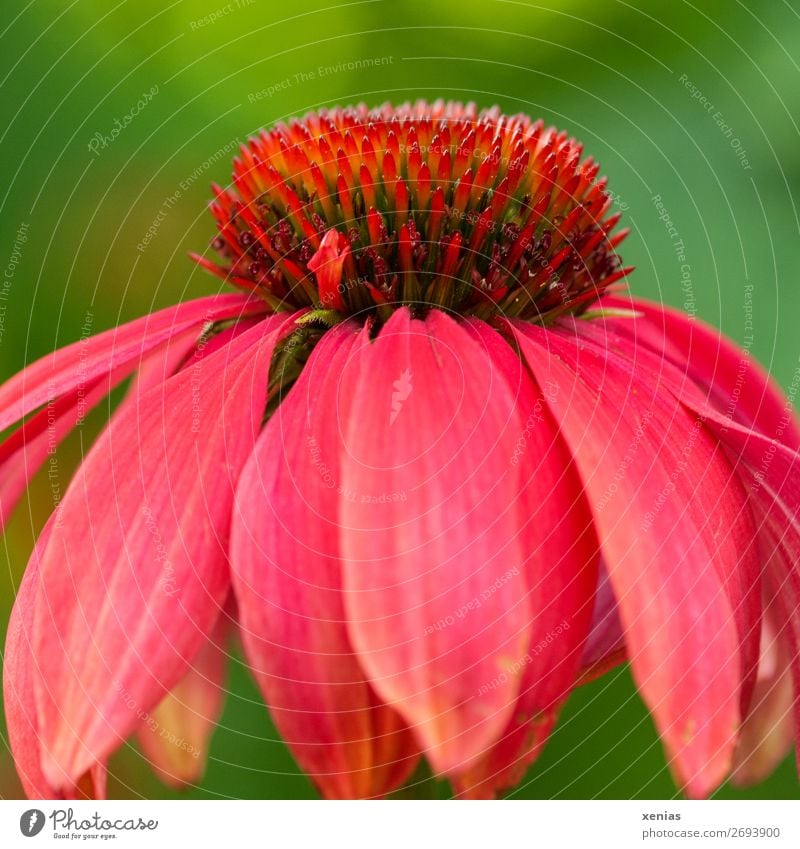 Bright sun hat Summer Autumn Flower Blossom Rudbeckia Garden Park Green Red Purple cone flower Poison Medicinal plant Echinaceae purpurae Colour photo