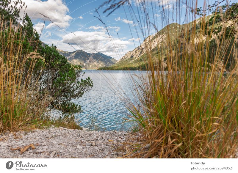 Shore Vegetation at Plansee Herbs and spices Summer Nature Landscape Plant Earth Water Sky Clouds Beautiful weather Grass Bushes Wild plant Alps Mountain