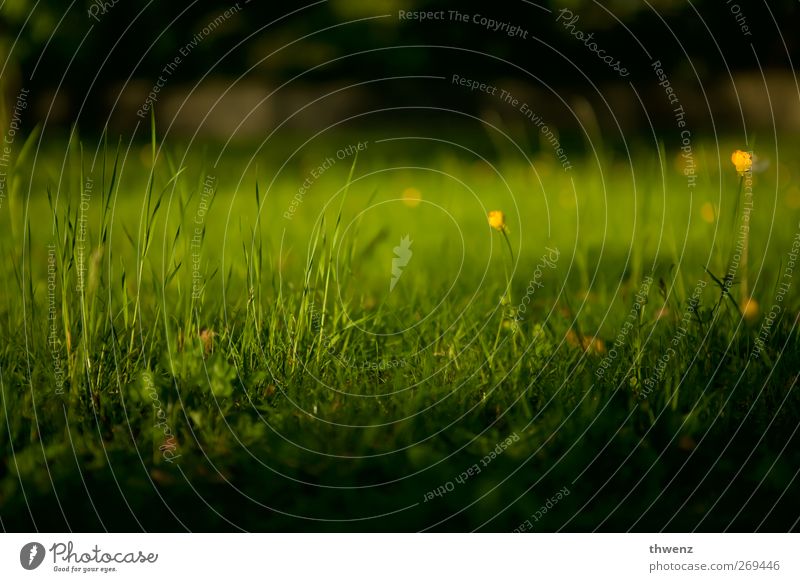 meadow Nature Spring Beautiful weather Flower Grass Garden Park Meadow Growth Friendliness Kitsch Green Contentment Calm Design Relaxation Leisure and hobbies