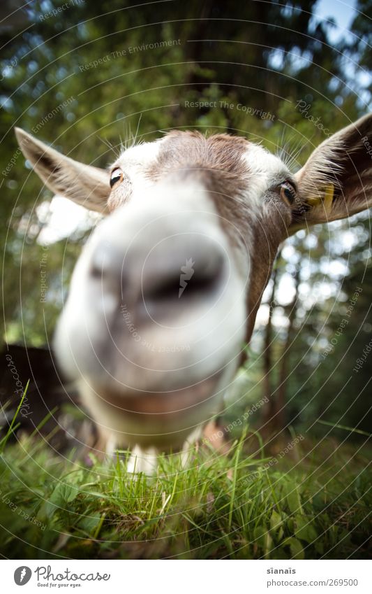 mua! Nature Animal Grass Pet Farm animal Zoo Petting zoo 1 Kissing Looking Brash Curiosity Interest Surprise Appetite Goats He-goat Odor Nose Snout