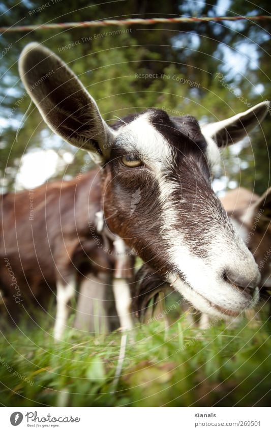 cinnamon bitch Nature Animal Grass Pet Farm animal Petting zoo To feed Kissing Brash Near Curiosity Interest Appetite Stupid Goats He-goat Odor Nose Snout