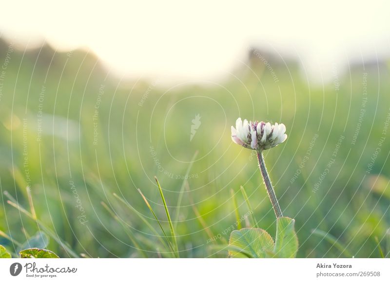 Last Man Standing Nature Landscape Plant Sky Horizon Sunrise Sunset Spring Summer Beautiful weather Flower Grass Leaf Blossom Clover blossom Garden Park Meadow