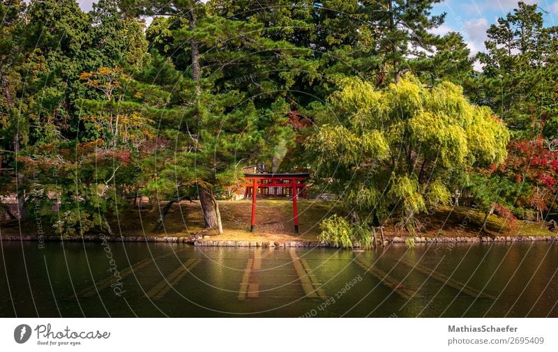 torii Nature Landscape Water Sunlight Autumn Beautiful weather Tree Grass Bushes Moss Garden Park Lakeside Peaceful Attentive Serene Calm Belief Stagnating