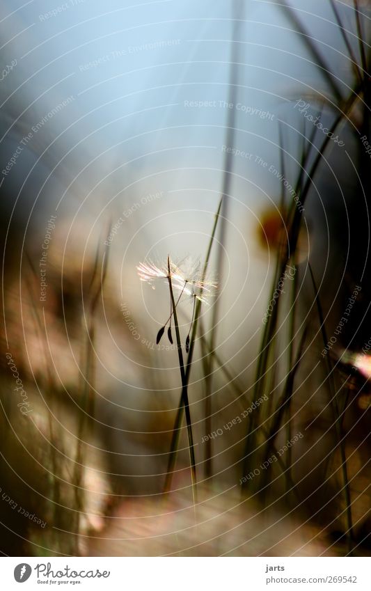 silence Nature Plant Sky Spring Summer Beautiful weather Grass Blossom Meadow Authentic Natural Positive Contentment Romance Serene Calm Dandelion Colour photo