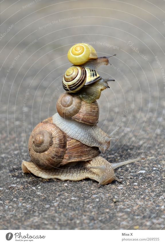 lift Animal Snail 4 Group of animals Funny Tower Vineyard snail Ride Shaky Crawl Street Tumble down To fall Garden snail Colour photo Exterior shot Close-up