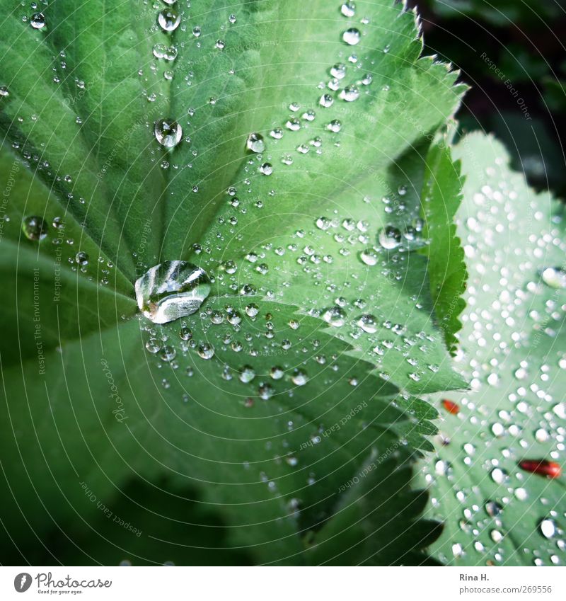 Women's coat Environment Nature Plant Spring Rain Flower Leaf Garden Fresh Wet Green Alchemilla vulgaris Colour photo Deserted Shallow depth of field