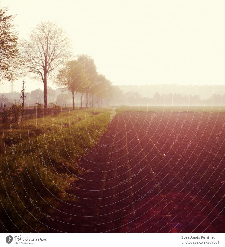 . Environment Nature Sunrise Sunset Sunlight Spring Beautiful weather Fog Tree Meadow Field Friendliness Natural Agriculture Arable land Colour photo