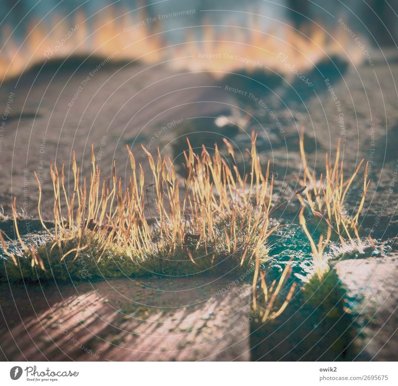 Art of Fugue Environment Plant Autumn Beautiful weather Moss Wild plant Small Near Brick Wall (barrier) Seam Colour photo Subdued colour Exterior shot Detail