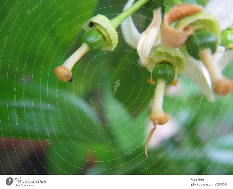 orange blossom Flower Plant Green Blossom Leaf Tangerine Nature Macro (Extreme close-up) Close-up Pistil Orange