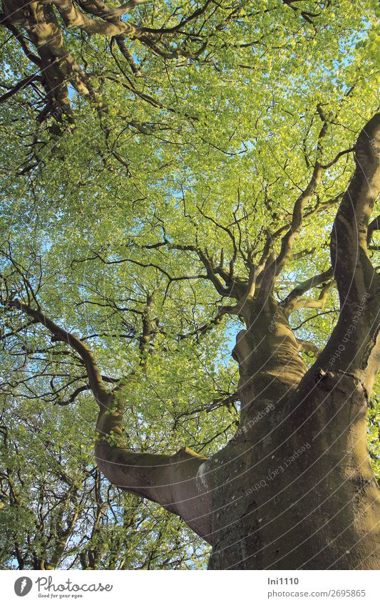 Beech in May Nature Plant Spring Tree Leaf Beech tree Garden Park Meadow Field Forest Blue Brown Yellow Gray Green Black Headstrong Leaf canopy Pea green