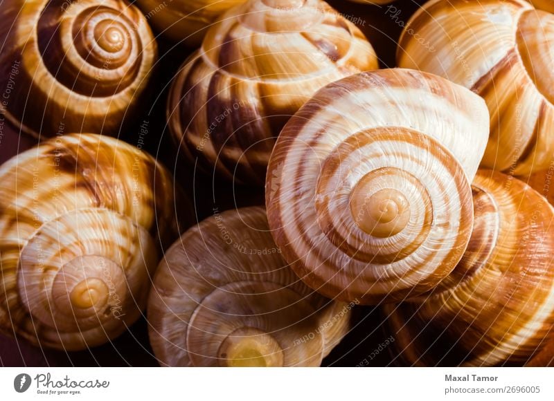 Snail Shells Design Garden Restaurant Culture Nature Animal Delicious Brown Burgundy appetizer calcium carbonate close conch cook Cooking Living thing Dish