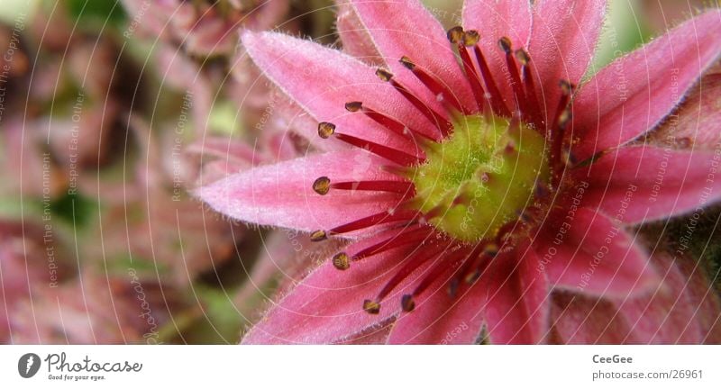 flower panorama Blossom Flower Plant Pink Yellow Blossom leave Nature Macro (Extreme close-up) Close-up Pistil