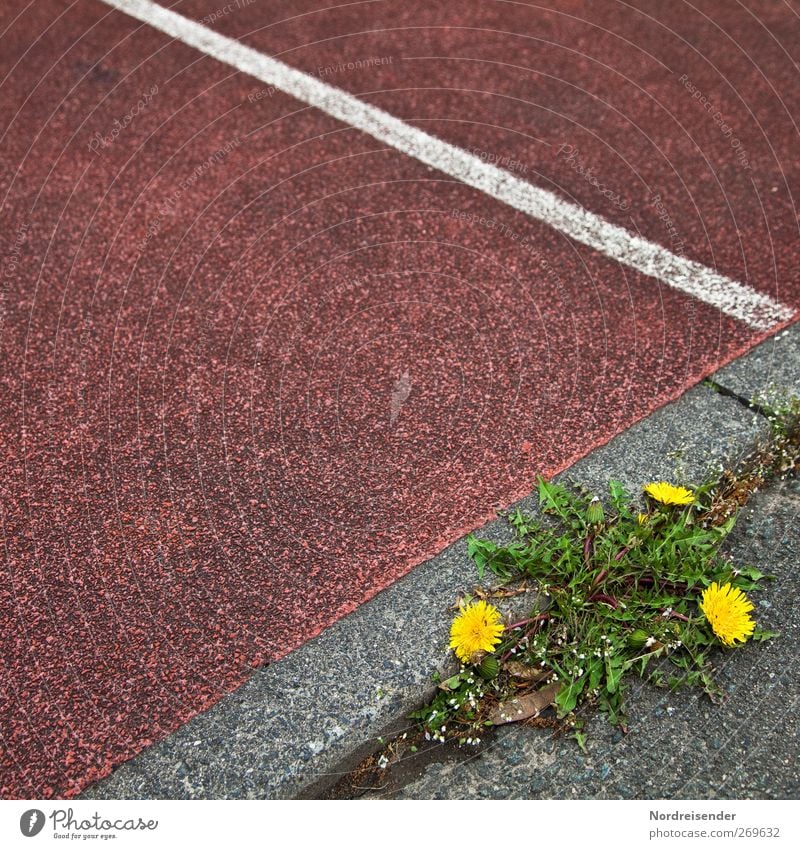 herb bed Sporting Complex Stadium Nature Plant Blossom Wild plant Lanes & trails Line Stripe Blossoming Yellow Gray Green Red Power Creativity Survive Dandelion