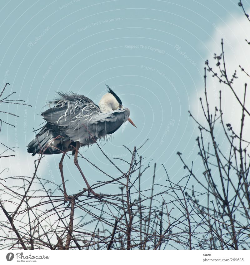 It's to herringbone Summer Environment Animal Elements Air Sky Clouds Beautiful weather Wild animal Bird 1 Stand Thin Bright Natural Branch Twig Heron