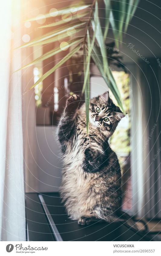 Funny young cat is sitting on its hind legs and playing with hanging indoor home plant leaves in living room. Fluffy Purebred Siberian cat funny fluffy purebred