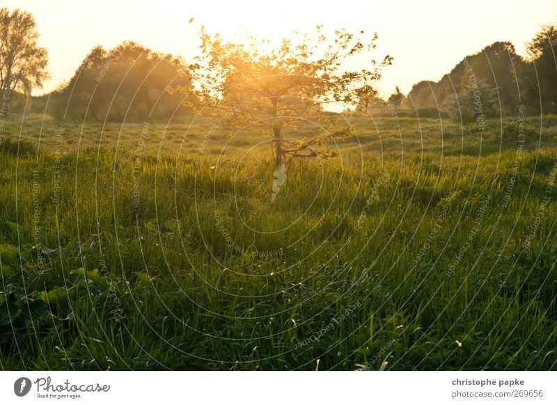 Fairytale-like little tree Environment Nature Landscape Plant Sun Sunrise Sunset Sunlight Spring Summer Autumn Beautiful weather Tree Meadow Field Fantastic