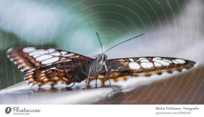 Butterfly / Blue Morphof age Environment Nature Animal Sunlight Beautiful weather Wild animal Animal face Wing Eyes Feeler Proboscis Legs blue Morphof age 1