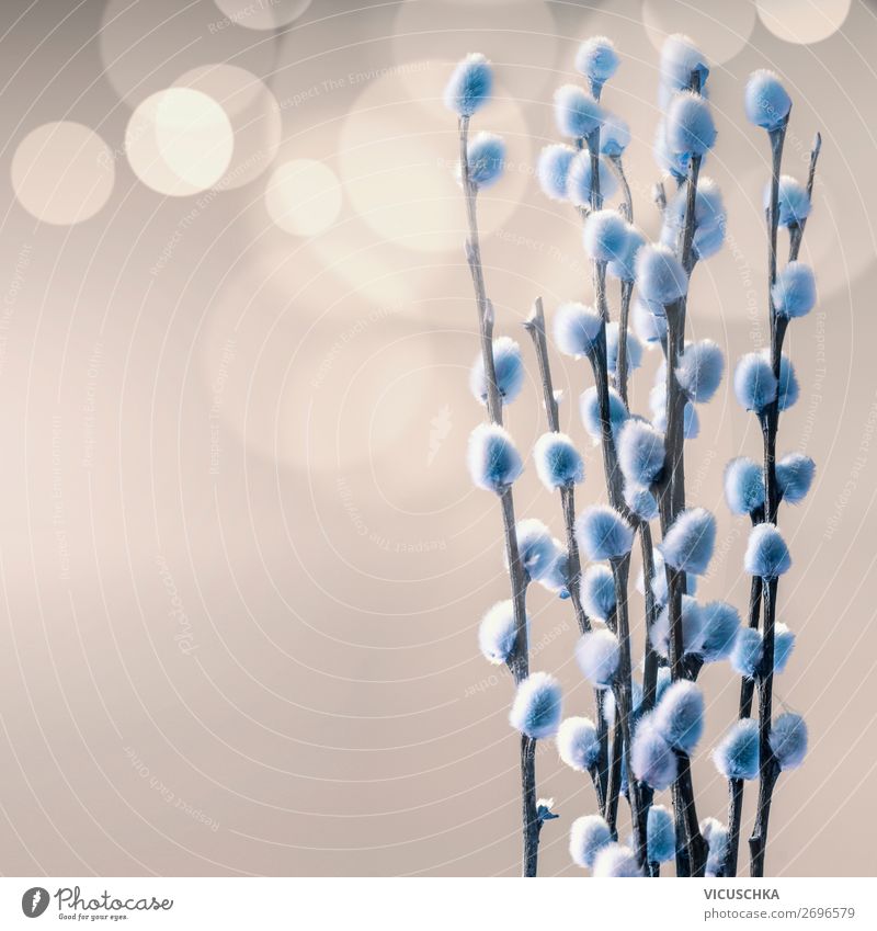 Blue willow catkin twigs Style Design Decoration Nature Plant Spring Leaf Blossom Garden Park Bouquet Soft Background picture Catkin Bundle Blur Colour photo