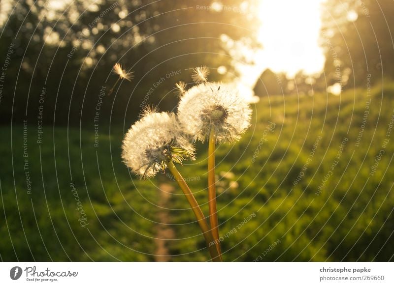 Fairytale dandelion Environment Nature Plant Sun Sunlight Spring Summer Autumn Beautiful weather Flying Faded Esthetic Fantastic Dandelion Colour photo