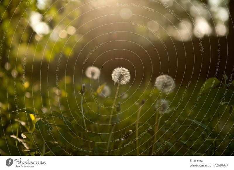 dandelion Nature Sunlight Spring Beautiful weather Plant Bushes Blossom Park Meadow Blossoming Authentic Kitsch Yellow Gray White Emotions Contentment