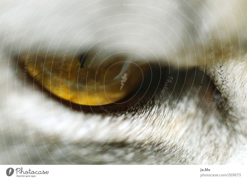 "I eye ya!" Animal Cat Animal face Cat eyes 1 Yellow Gray Colour photo Exterior shot Detail Macro (Extreme close-up) Day Shallow depth of field